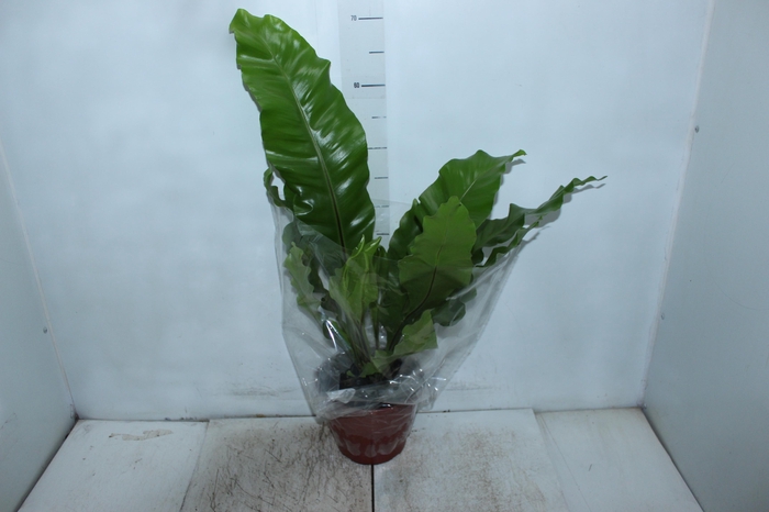 <h4>ASPLENIUM NIDUS P20</h4>