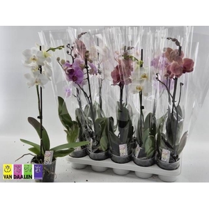 PHAL GEM