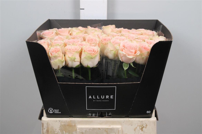 <h4>R Gr Doris Day</h4>