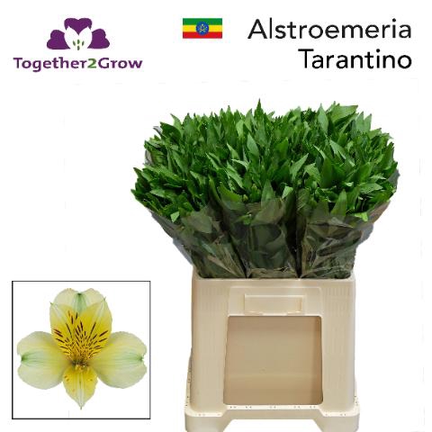 <h4>ALSTR TARANTINO</h4>