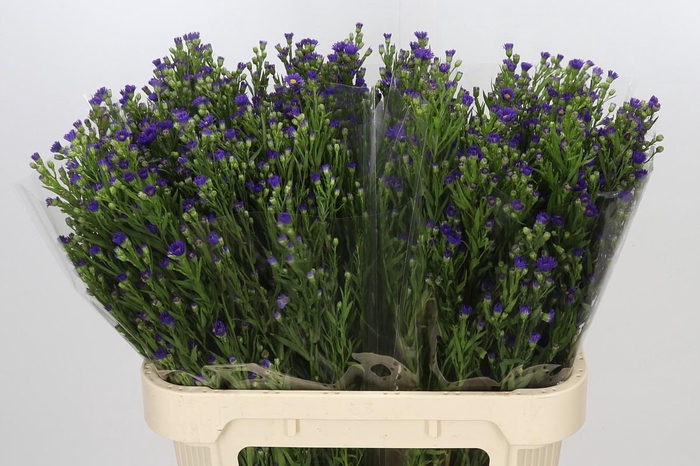 <h4>Aster Casamare</h4>