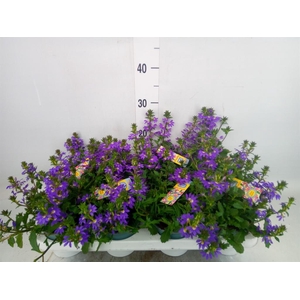 Scaevola aemula   ...