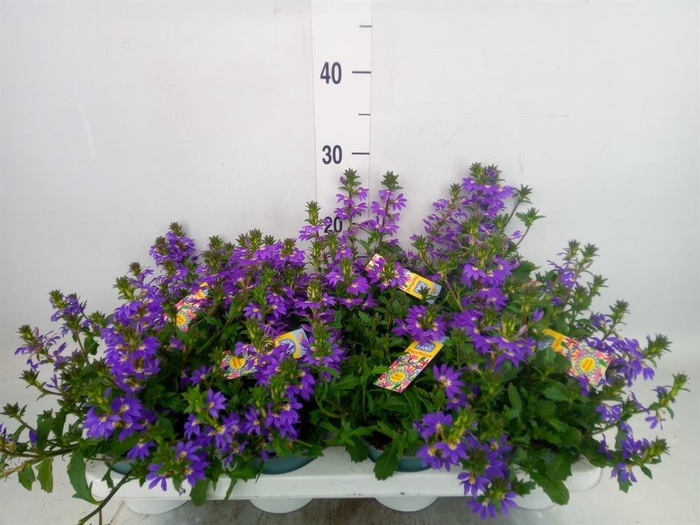 <h4>Scaevola aemula   ...</h4>
