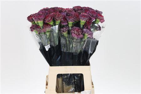 <h4>Di St Chroma Thrill</h4>