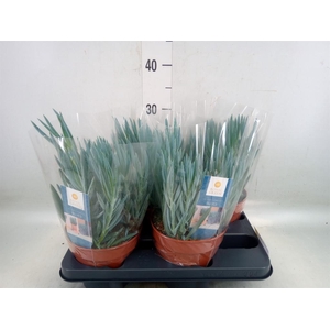 Curio ficoides 'Blues'