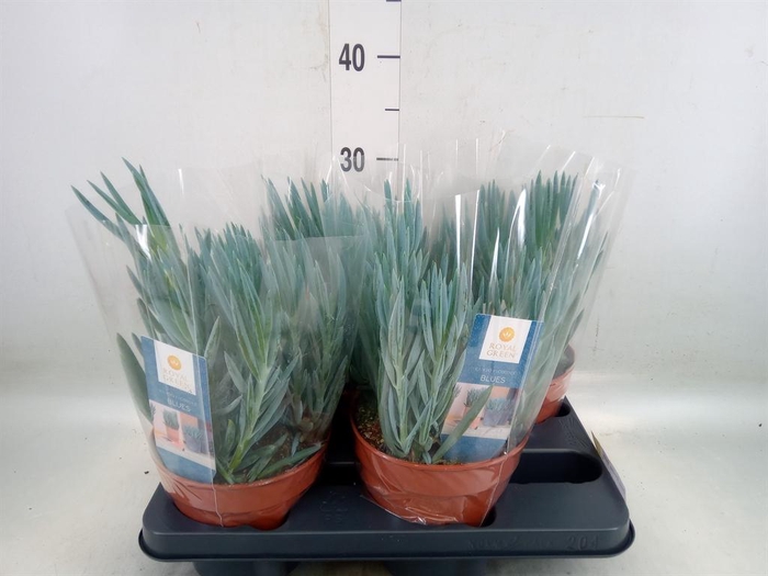 <h4>Curio ficoides 'Blues'</h4>