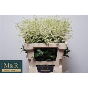 Astilbe Ja Washington