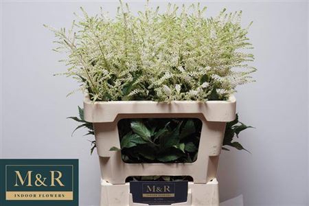 <h4>Astilbe Ja Washington</h4>