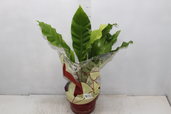 <h4>ASPLENIUM NIDUS P20</h4>