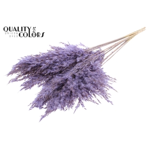 Pampas Grass 70cm 10st/bunch Frosted Milka