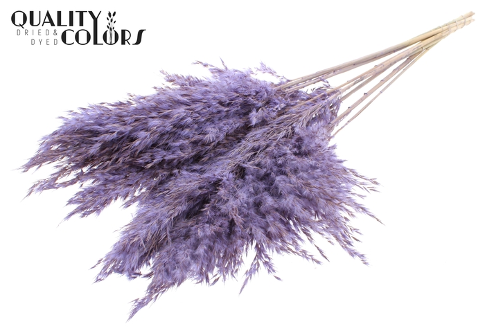 <h4>Pampas Grass 70cm 10st/bunch Frosted Milka</h4>