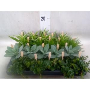 Planten  ..mix