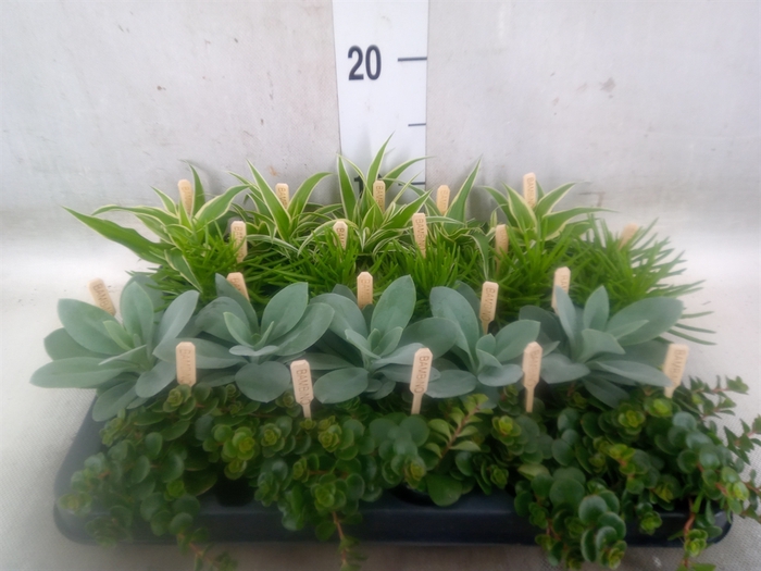 <h4>Planten  ..mix</h4>