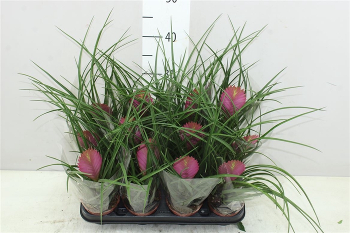 <h4>Tillandsia Cyanea</h4>