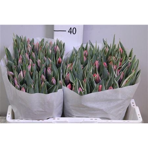 Tu En Pretty Princes