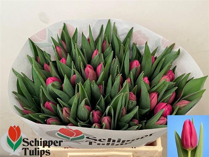 <h4>Tu En Ivanka</h4>