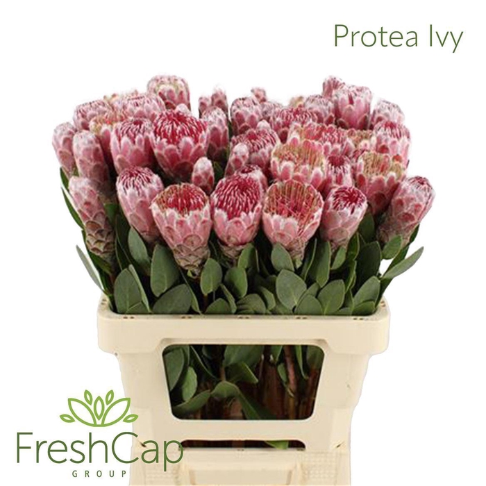 <h4>PROTEA  'IVY'</h4>