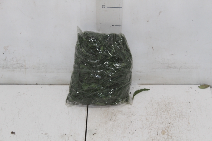<h4>CASCA DE BORRACHA VERDE 0,5 KG</h4>