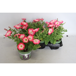 Petunia Surfinia Coral Morn