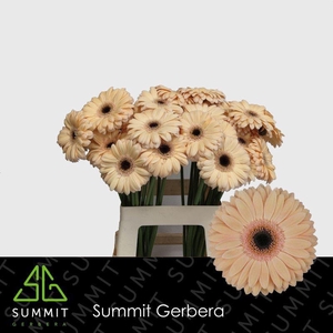 Gerbera Laureen Water x40 Lang