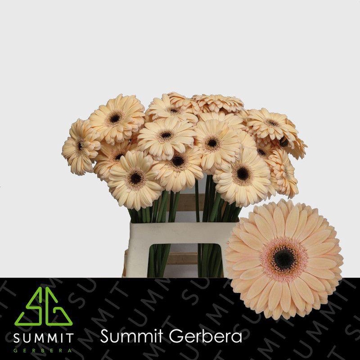 <h4>Gerbera Laureen Water x40 Lang</h4>