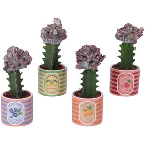 Euphorbia Lactea Ø8,5cm in Ceramic Pot Fresh Fruit Ø10cm