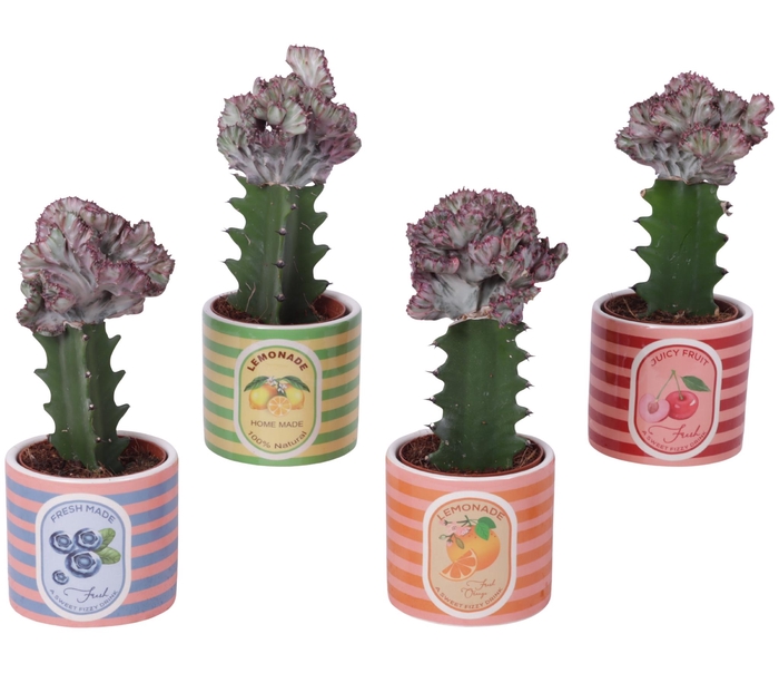 <h4>Euphorbia Lactea Ø8,5cm in Ceramic Pot Fresh Fruit Ø10cm</h4>