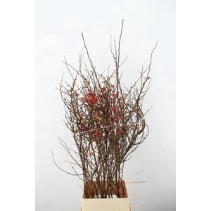 CHAENOMELES JAPONICA PINK 120CM