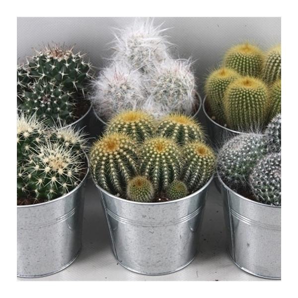 <h4>Cactus gemengd</h4>