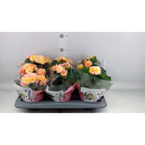 Begonia elat. DU 'Hailey Sunset'