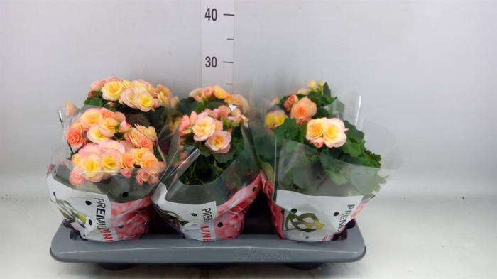 <h4>Begonia elat. DU 'Hailey Sunset'</h4>