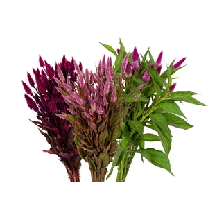 CELOSIA RABO DE GATO VARIADO 070 CM