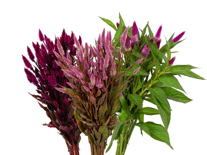 CELOSIA RABO DE GATO VARIADO 070 CM