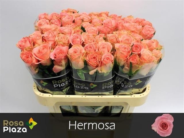 <h4>Rs gr Hermosa+</h4>