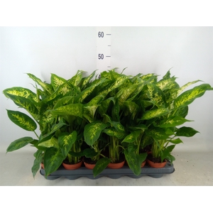 Dieffenbachia  'Compacta'