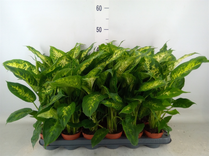 <h4>Dieffenbachia  'Compacta'</h4>