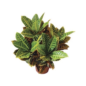 CROTON HIBRIDO PETRA P17