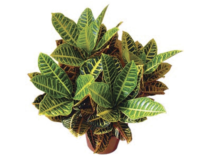 <h4>CROTON HIBRIDO PETRA P17</h4>