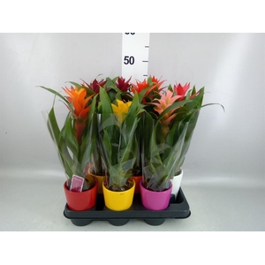 Guzmania   ...mix