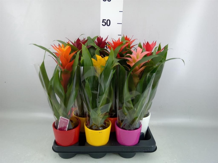 <h4>Guzmania   ...mix</h4>