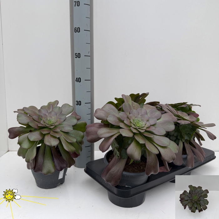 <h4>AEONIUM AB VELOURS</h4>
