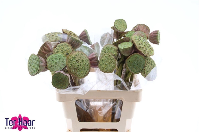 <h4>NELUMBO NUCIFERA</h4>