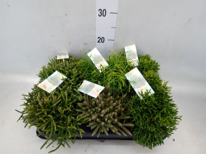 <h4>Rhipsalis   ...mix</h4>