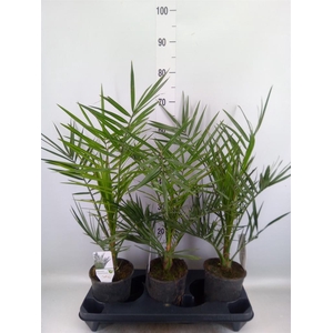 Phoenix canariensis