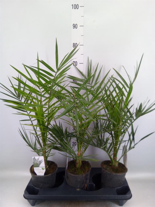 <h4>Phoenix canariensis</h4>