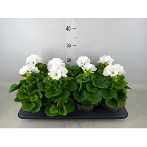 Pelargonium gran.   ..