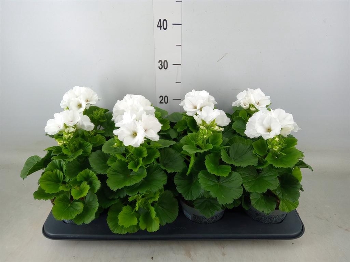 <h4>Pelargonium gran.   ..</h4>