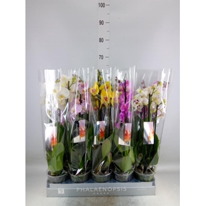 Phalaenopsis   ...mix  7
