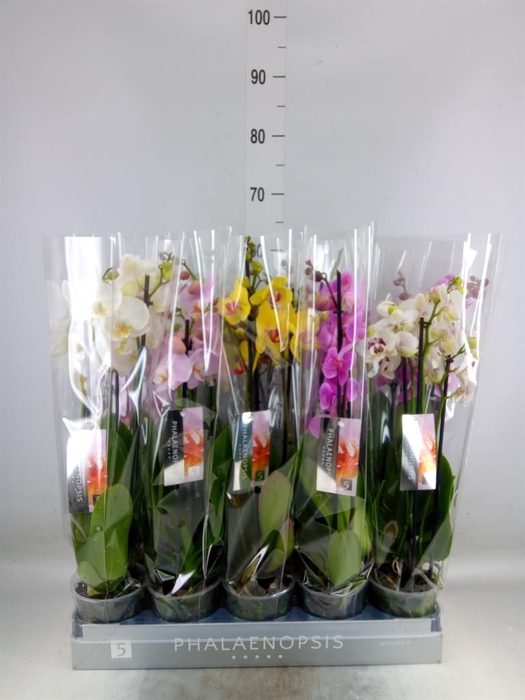 <h4>Phalaenopsis   ...mix  7</h4>