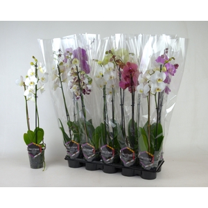 !! PROMO !! PHAL MIX 2 TAK